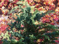 /album/js/pb100321-jpg/